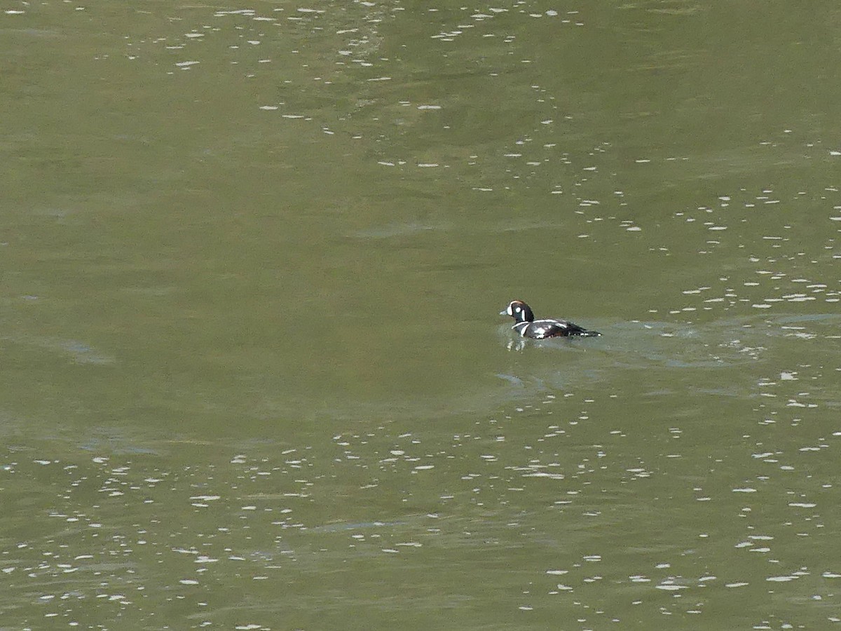 Harlequin Duck - Vincent  T Cottrell