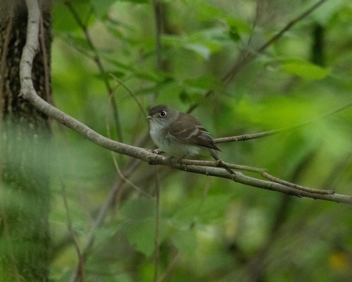 Least Flycatcher - ML618783562