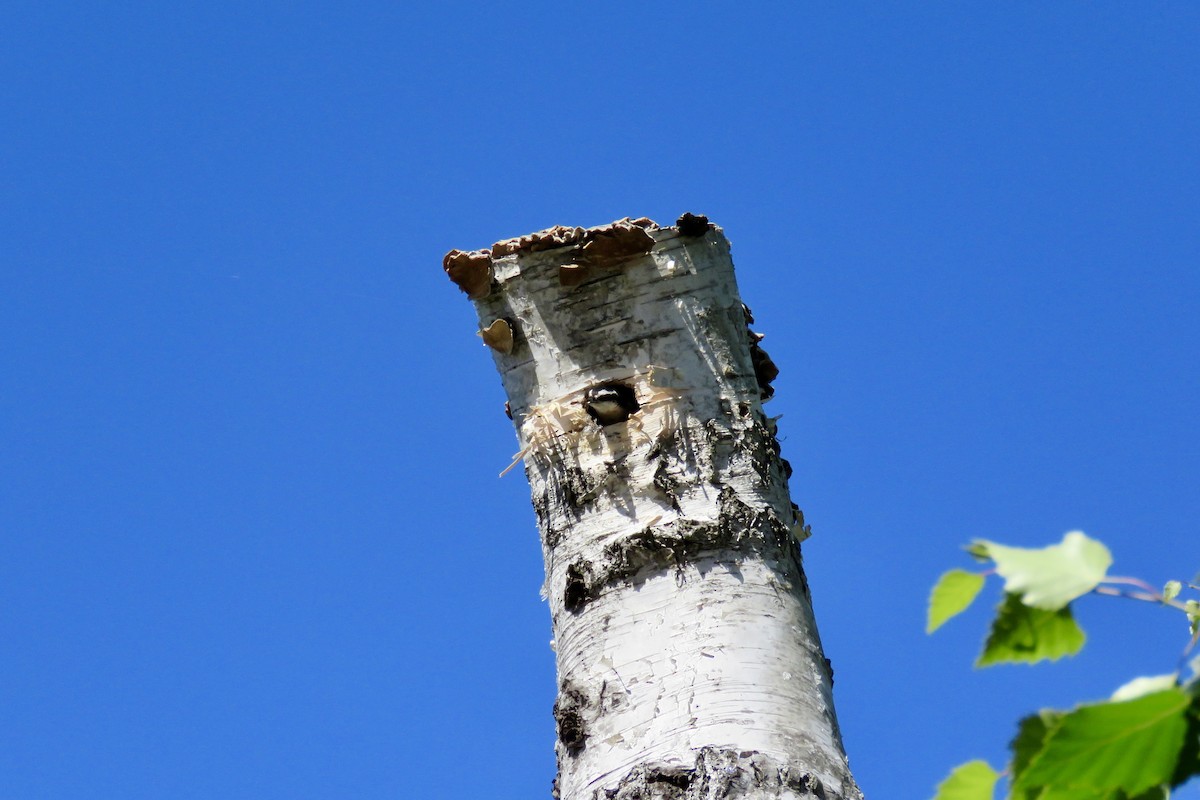 Red-breasted Nuthatch - ML618783566