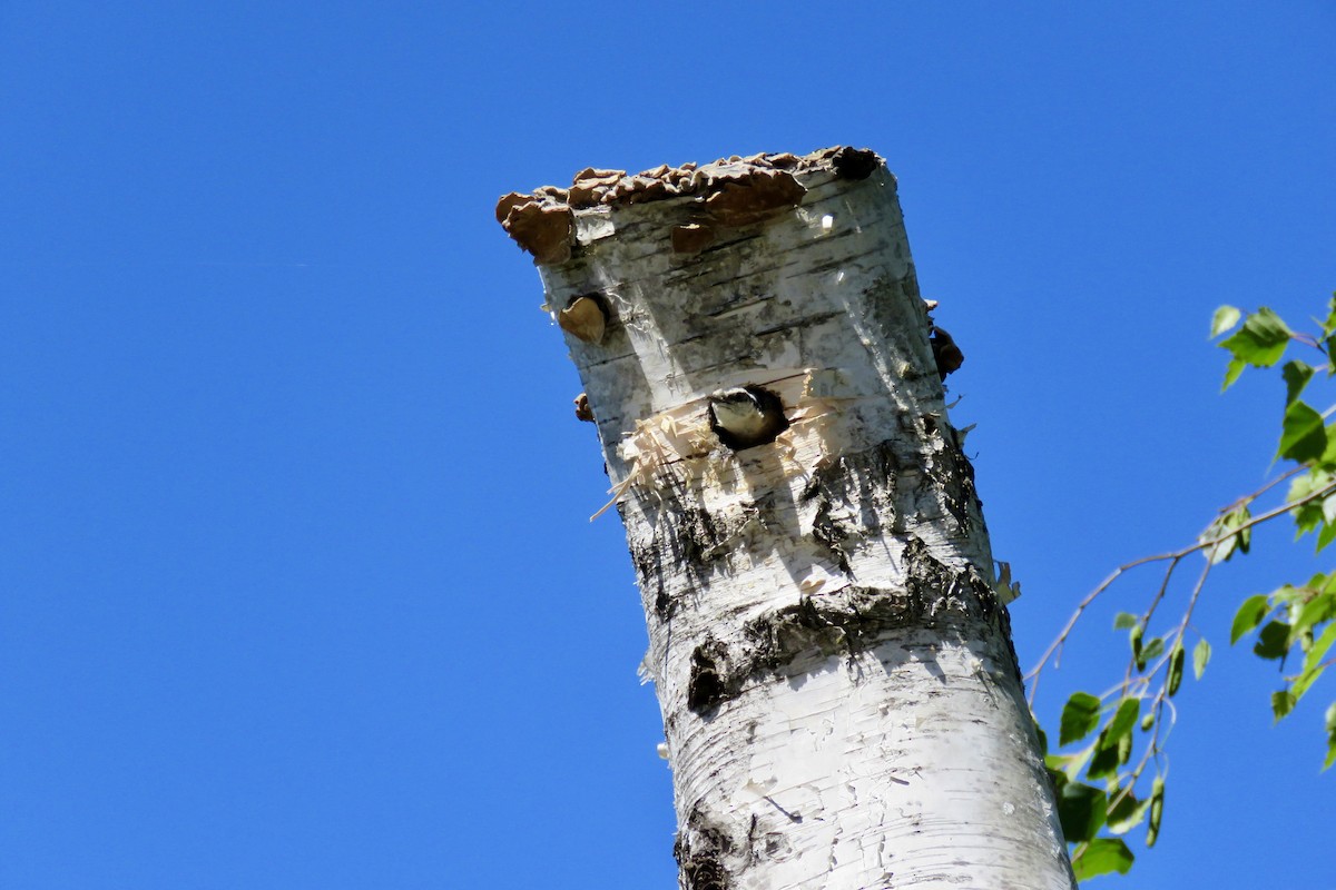 Red-breasted Nuthatch - ML618783567