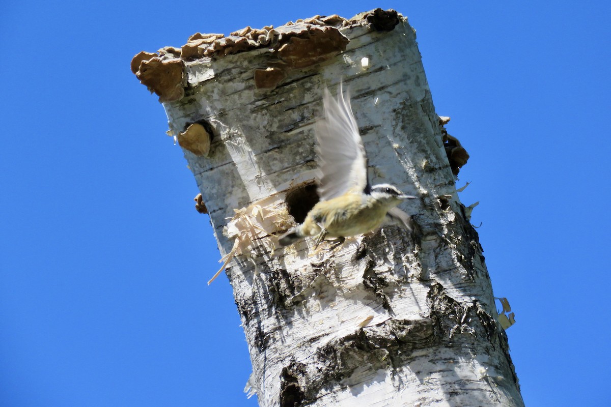 Red-breasted Nuthatch - ML618783568
