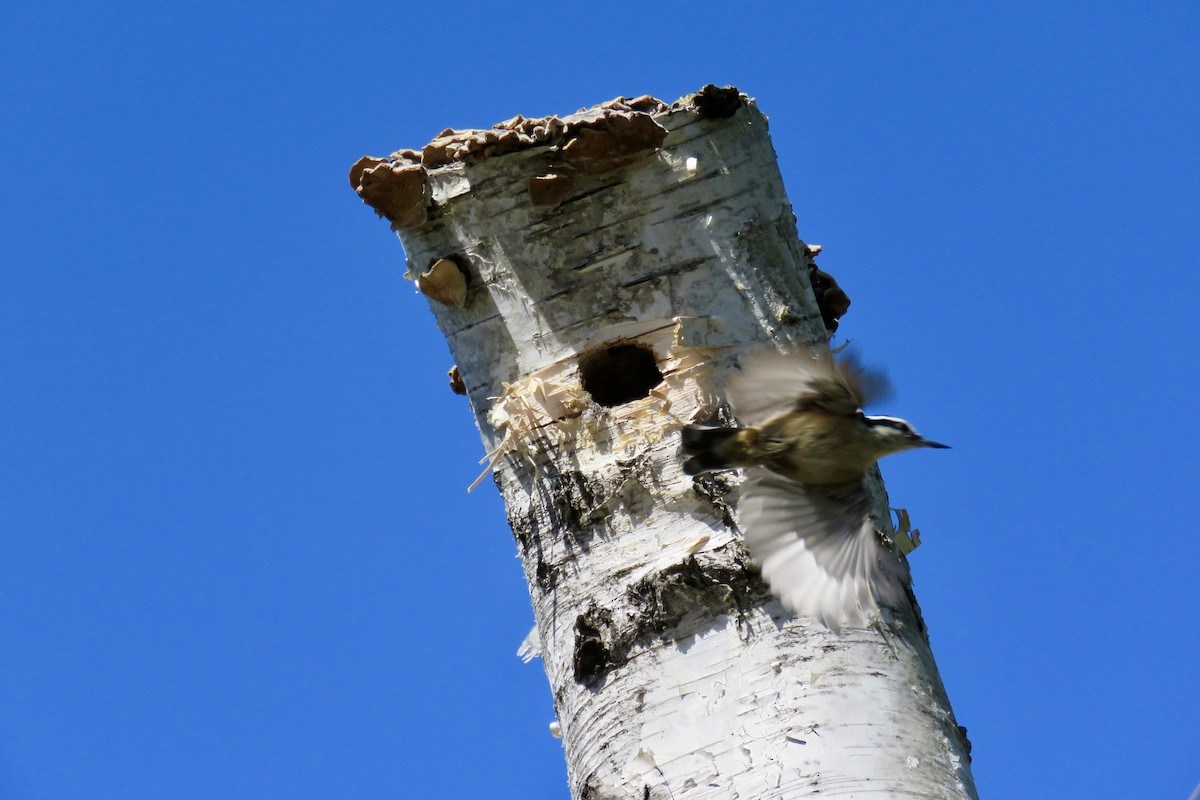 Red-breasted Nuthatch - ML618783569
