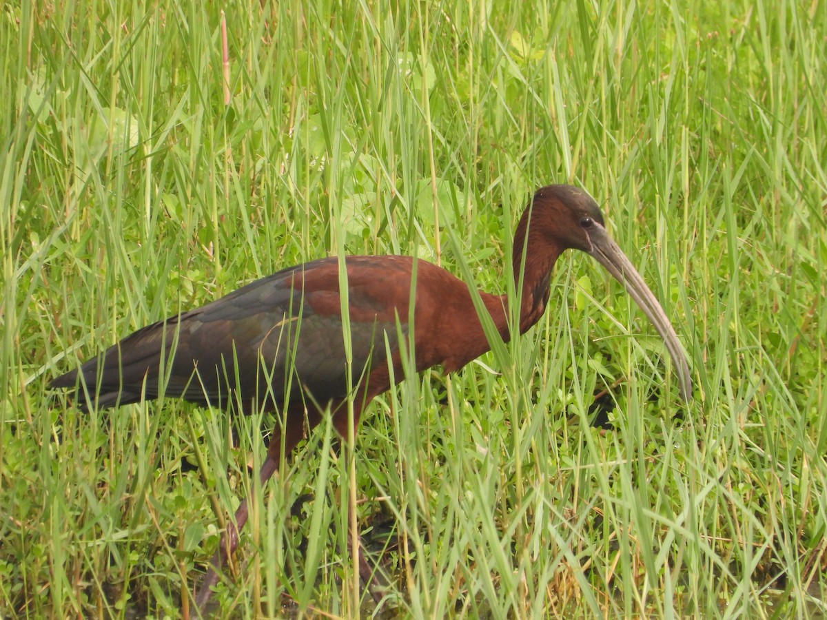 White-faced Ibis - Kevin Long