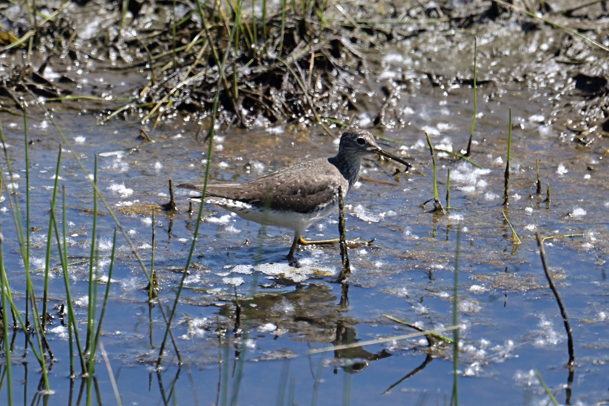 Solitary Sandpiper - Mike Charest