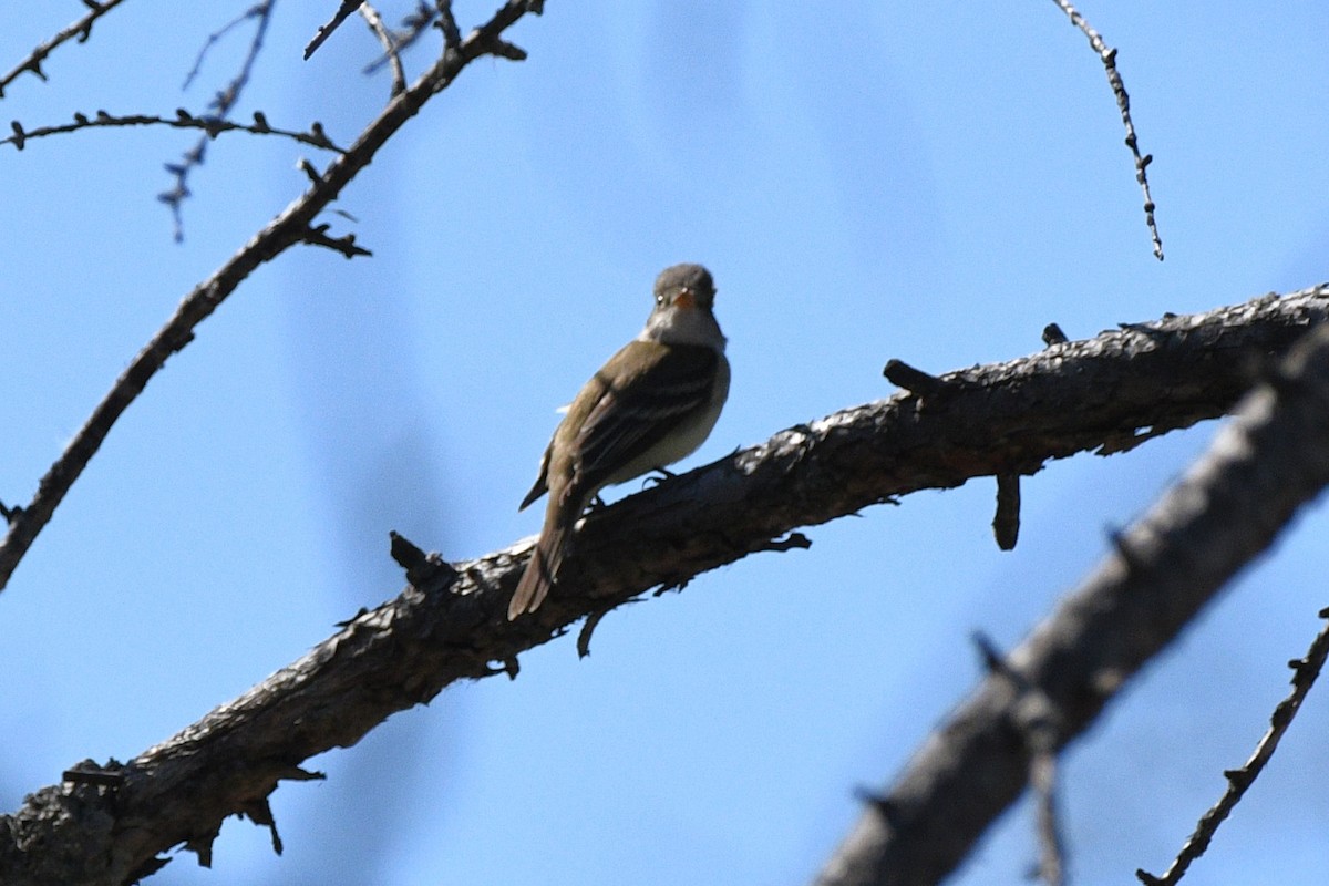 Willow Flycatcher - Liz Harper