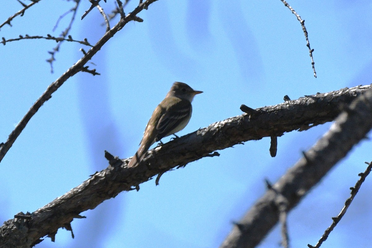 Willow Flycatcher - Liz Harper