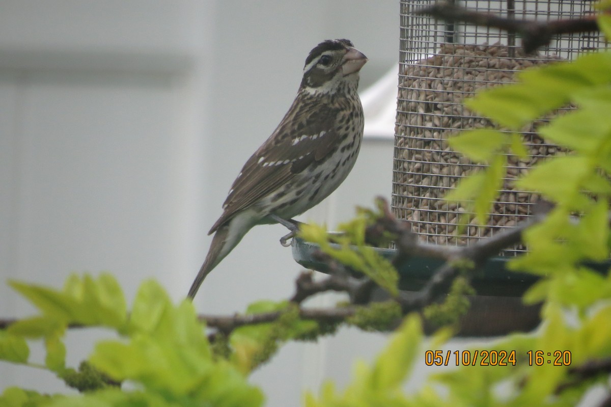 Rose-breasted Grosbeak - ML618783600