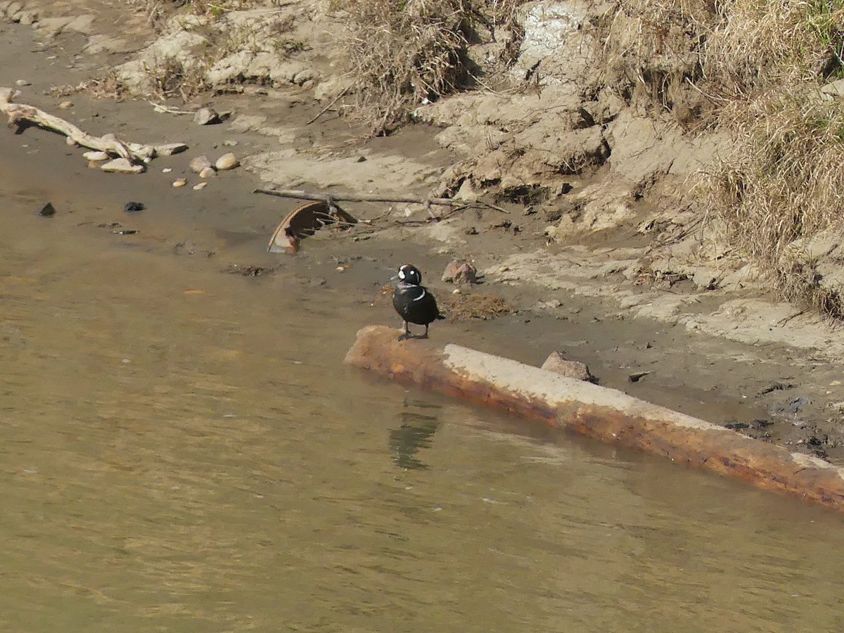 Harlequin Duck - Vincent  T Cottrell