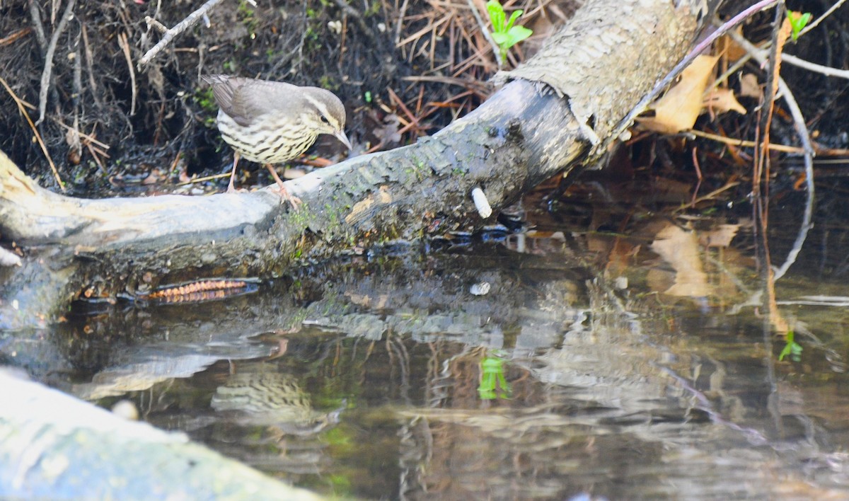 Northern Waterthrush - Liz Harper