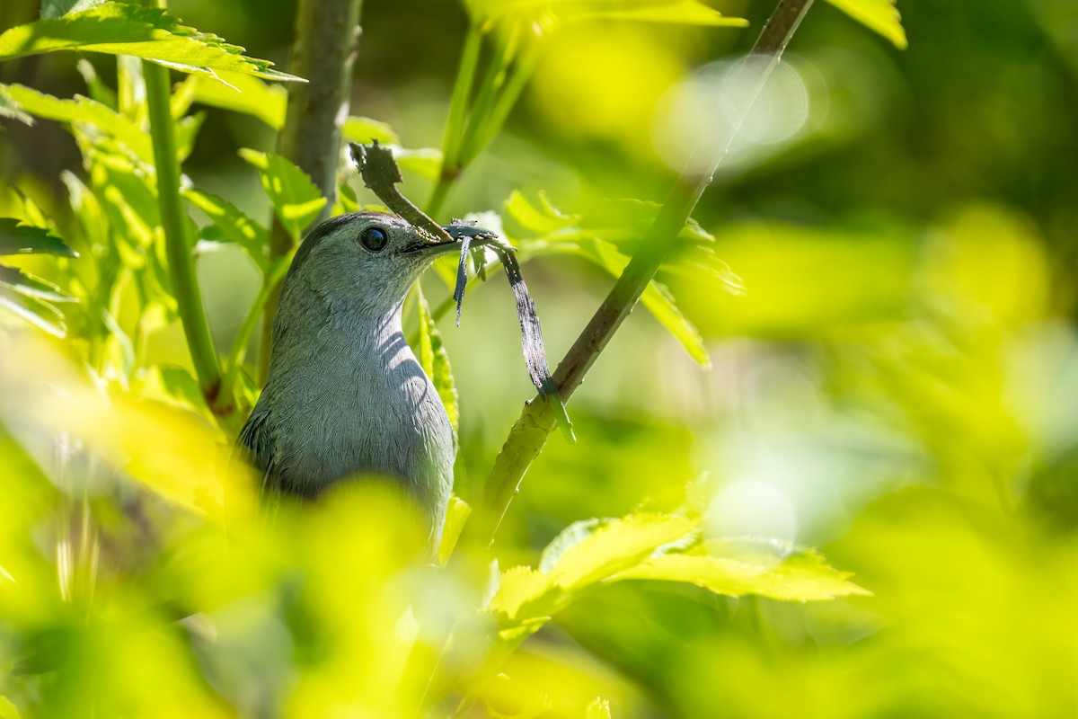 Gray Catbird - ML618783624