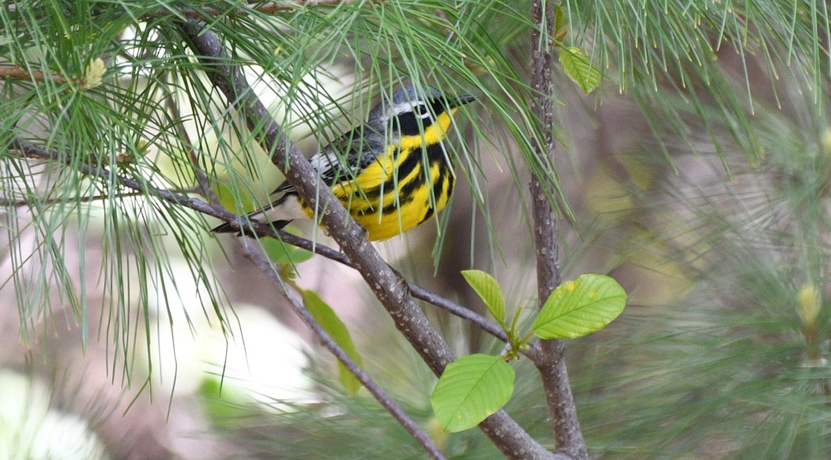 Magnolia Warbler - Liz Harper