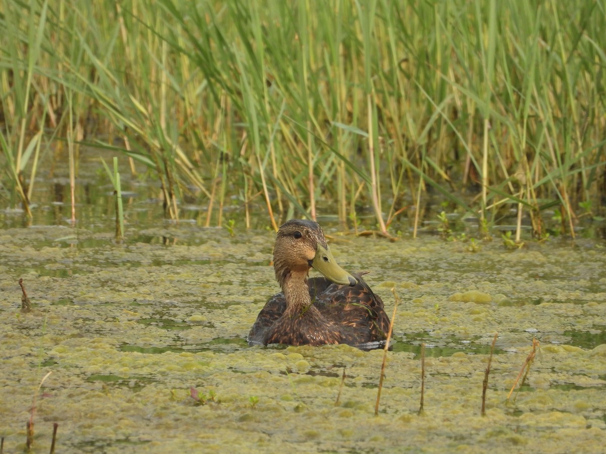 Mottled Duck - Kevin Long