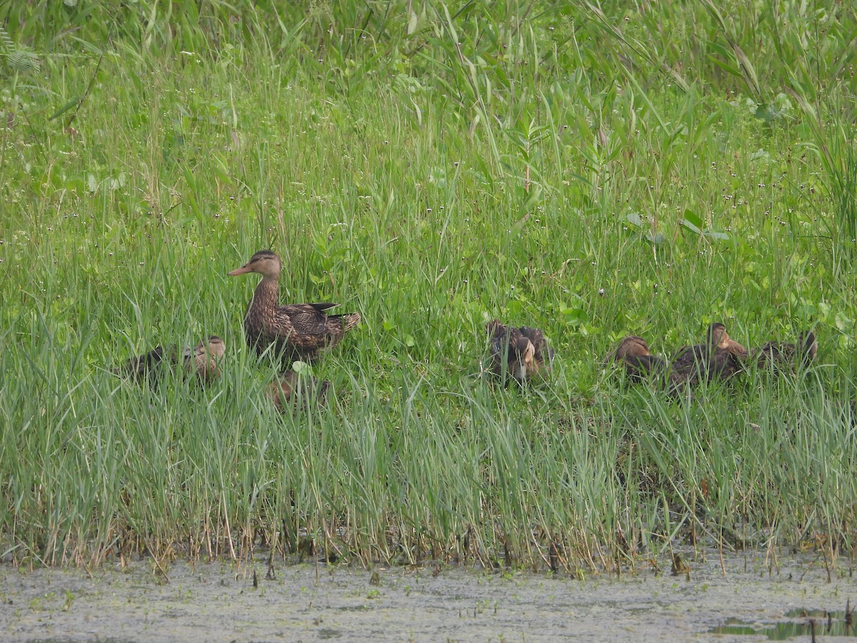 Mottled Duck - ML618783635