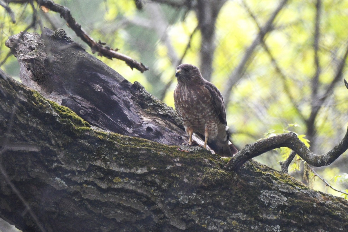 Broad-winged Hawk - Liz Harper