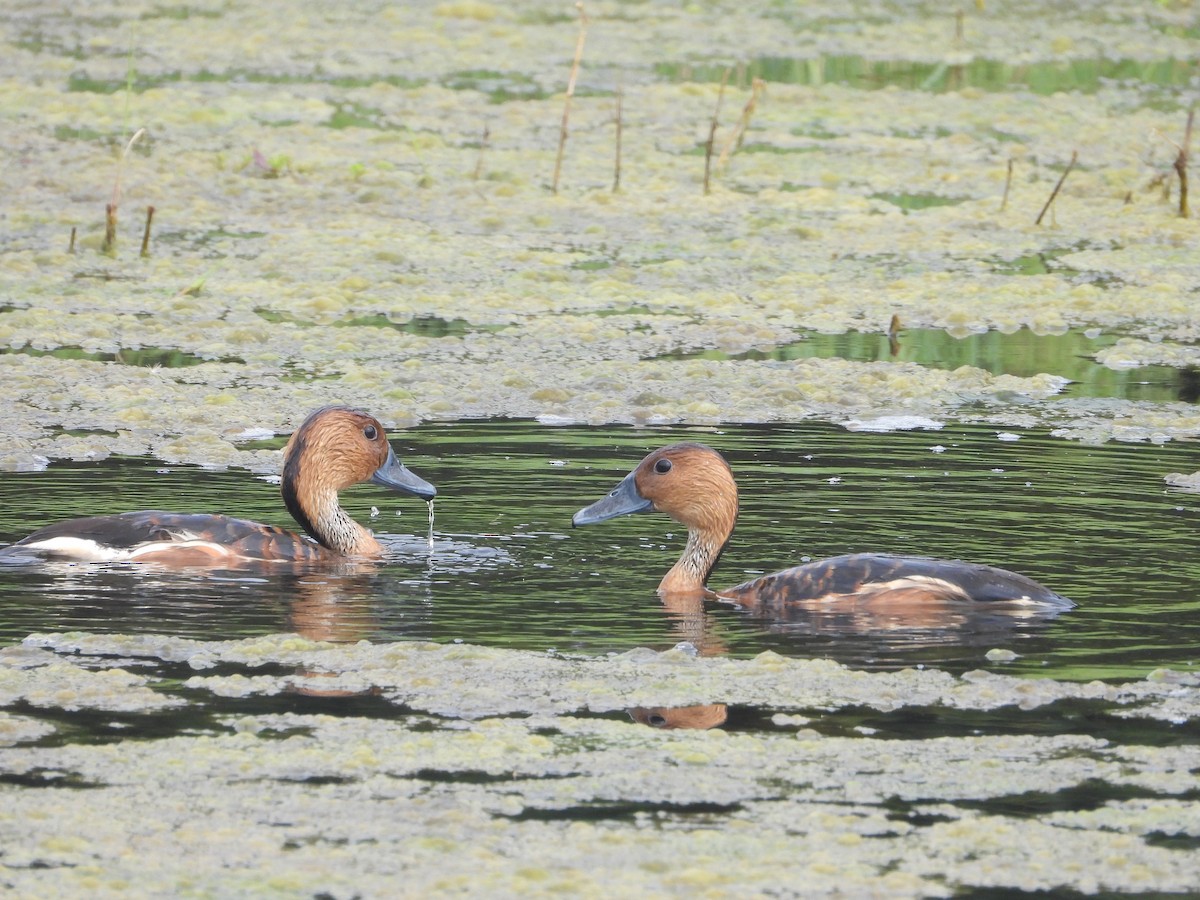 Fulvous Whistling-Duck - Kevin Long