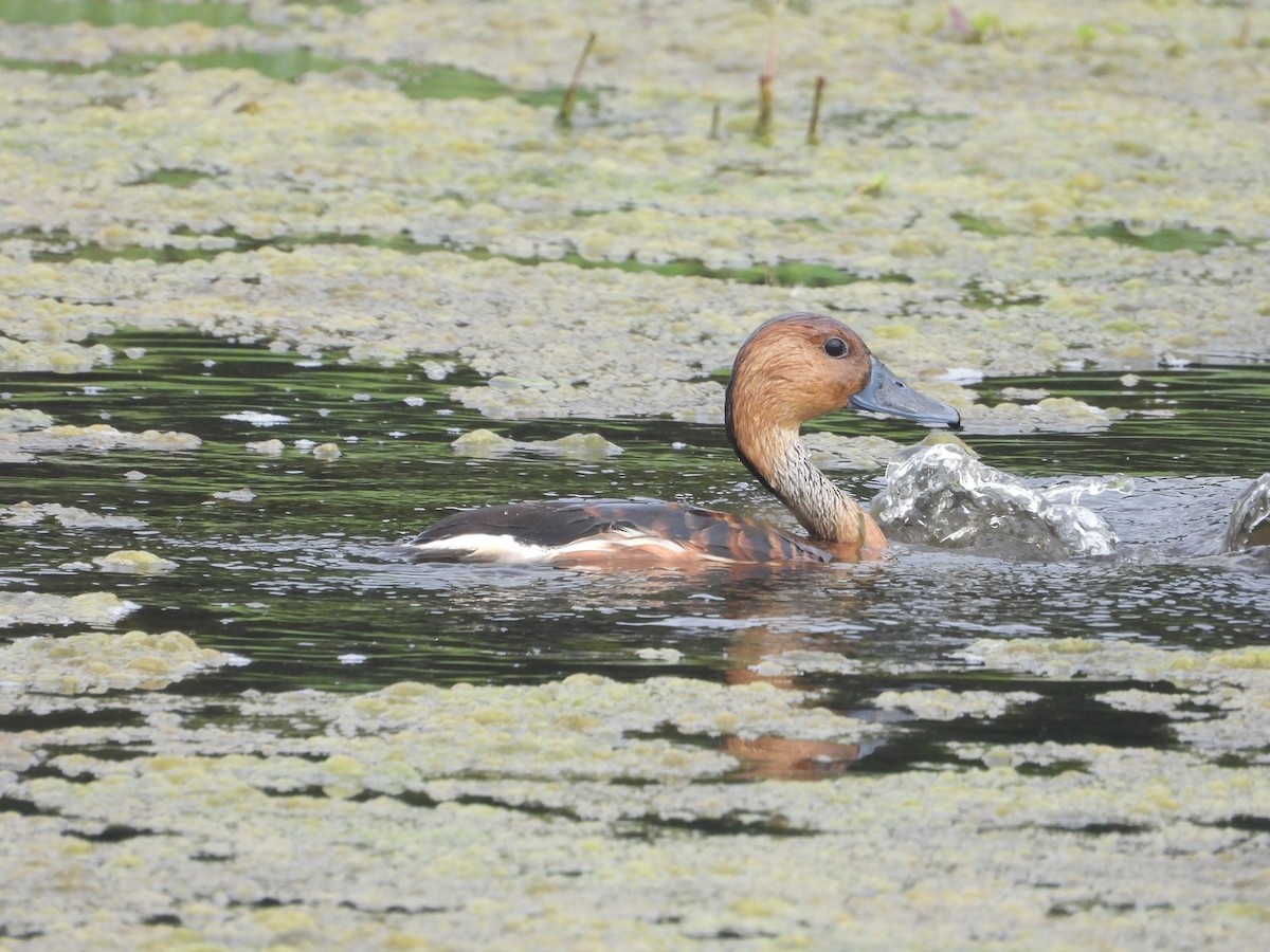 Fulvous Whistling-Duck - Kevin Long