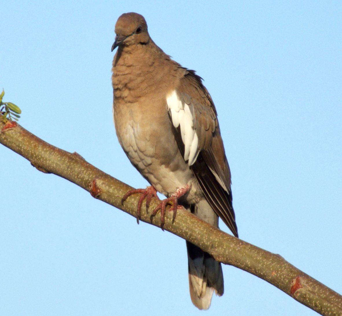 White-winged Dove - Beatriz Helena Pinzón Estupiñan