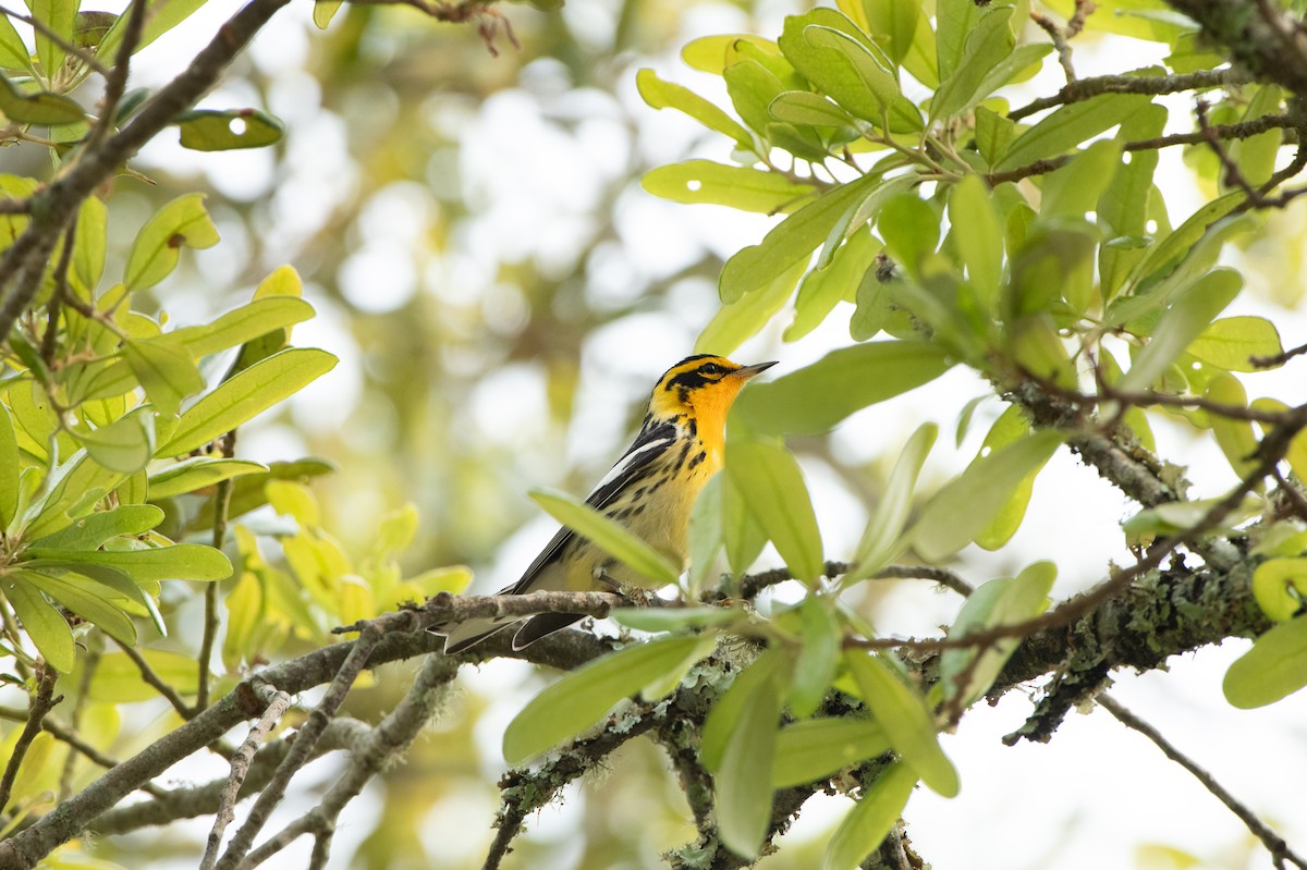 Blackburnian Warbler - ML618783694