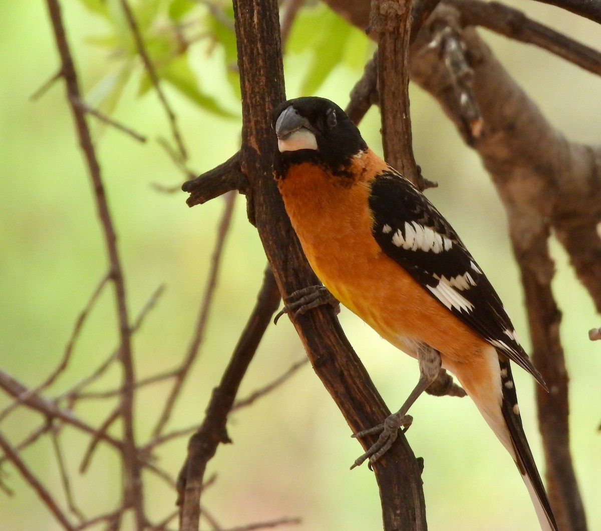 Black-headed Grosbeak - Karen Goodger