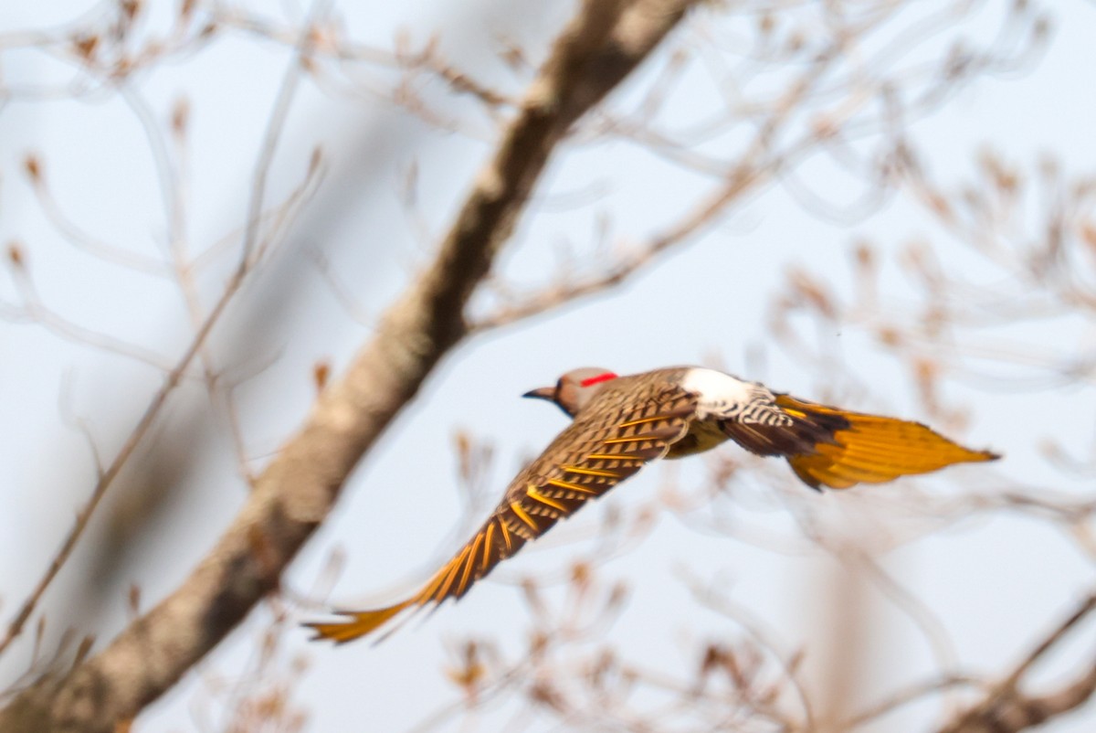 Northern Flicker - ML618783705