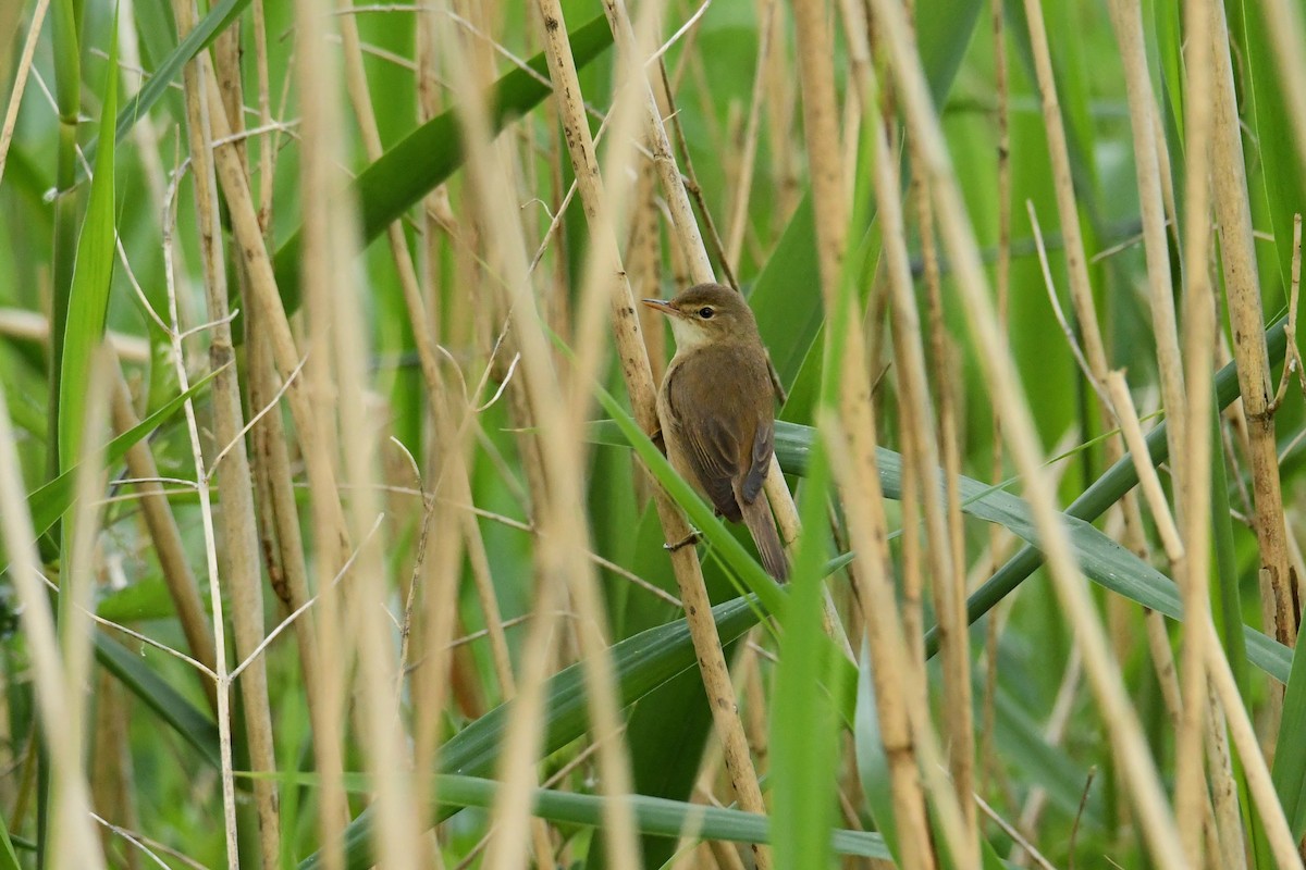 Common Reed Warbler - Mayoh DE Vleeschauwer