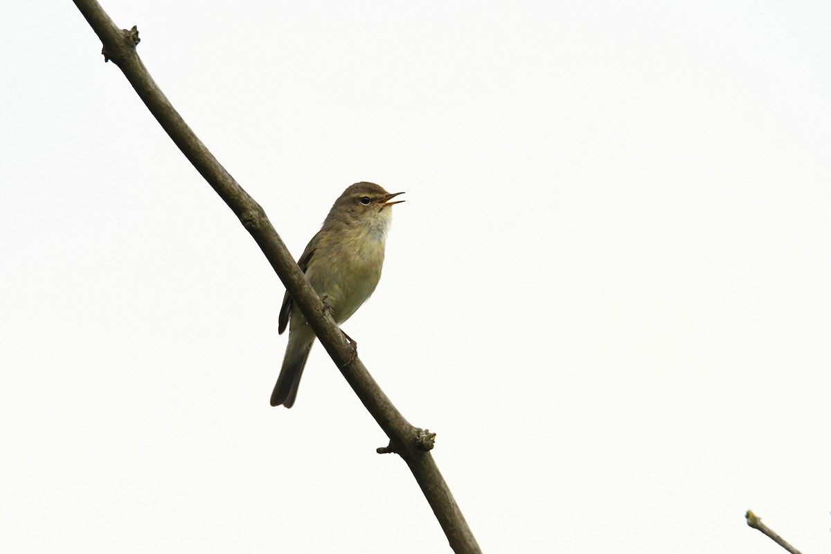 Common Chiffchaff - Mayoh DE Vleeschauwer