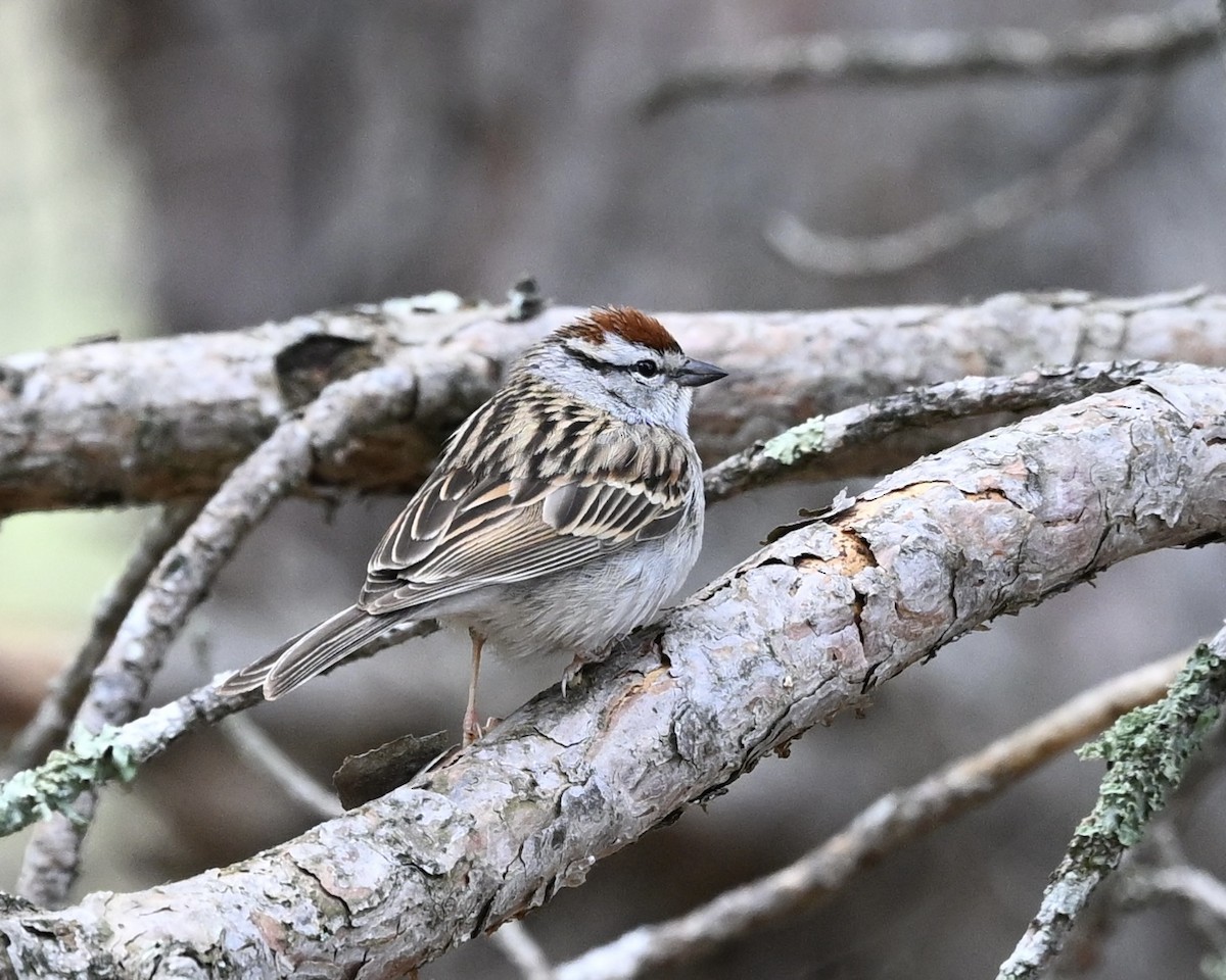 Chipping Sparrow - Joe Wujcik