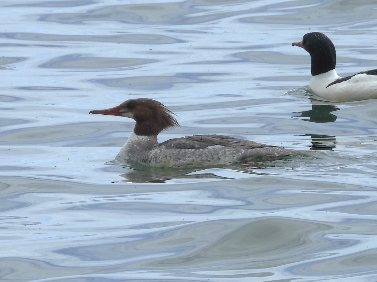 Common Merganser - Brenda Aburto