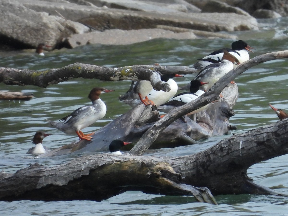 Common Merganser - Brenda Aburto