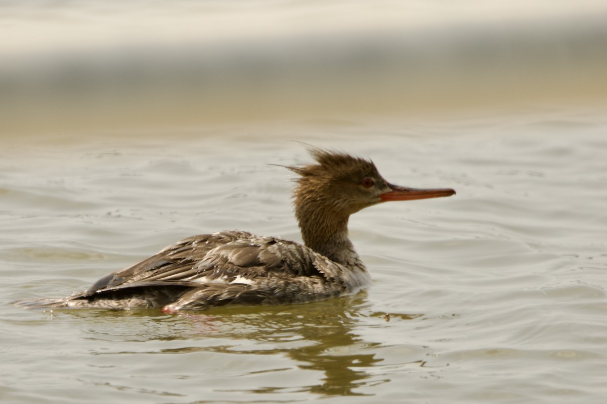 Red-breasted Merganser - ML618783780