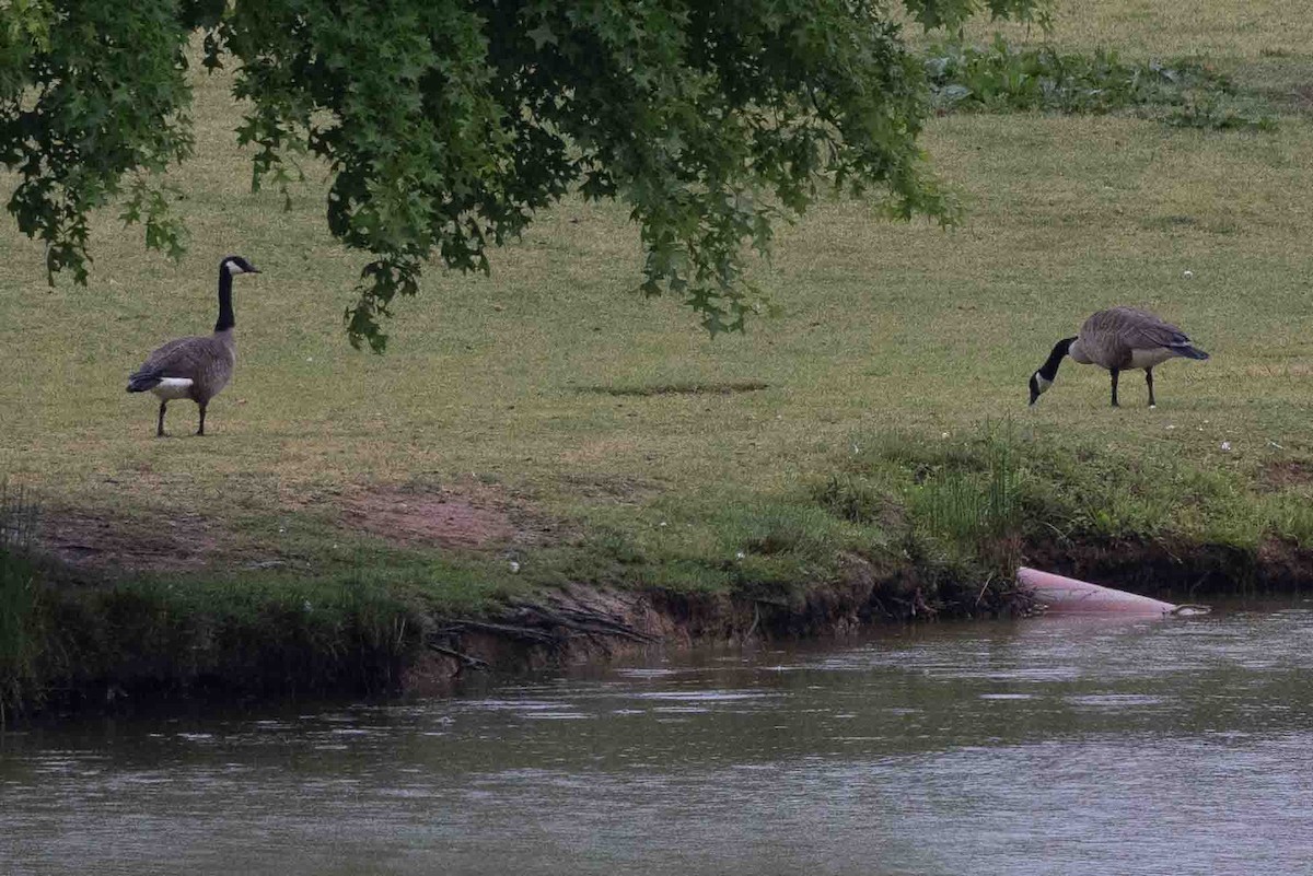 Canada Goose - Ann Van Sant