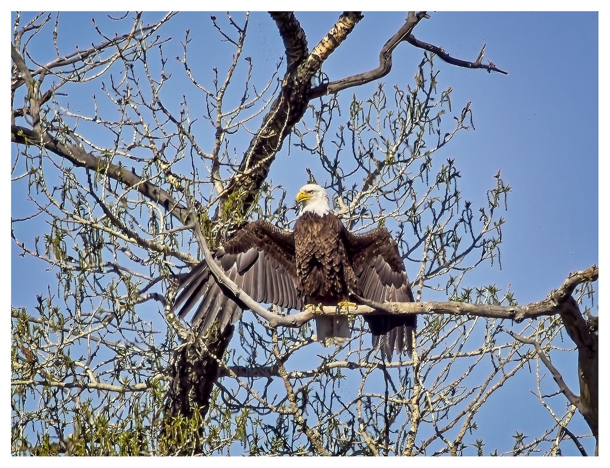 Bald Eagle - Doug Lawson