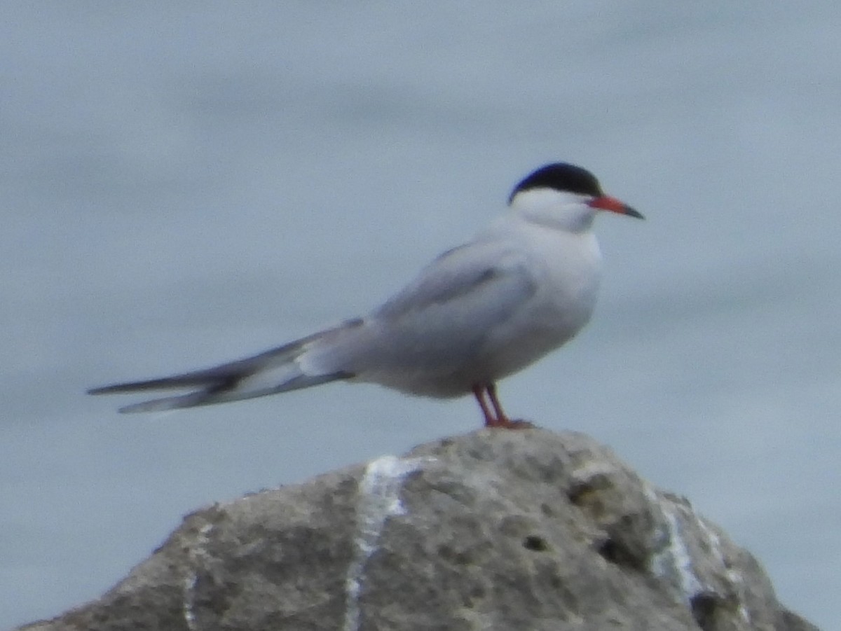 Common Tern - Brenda Aburto