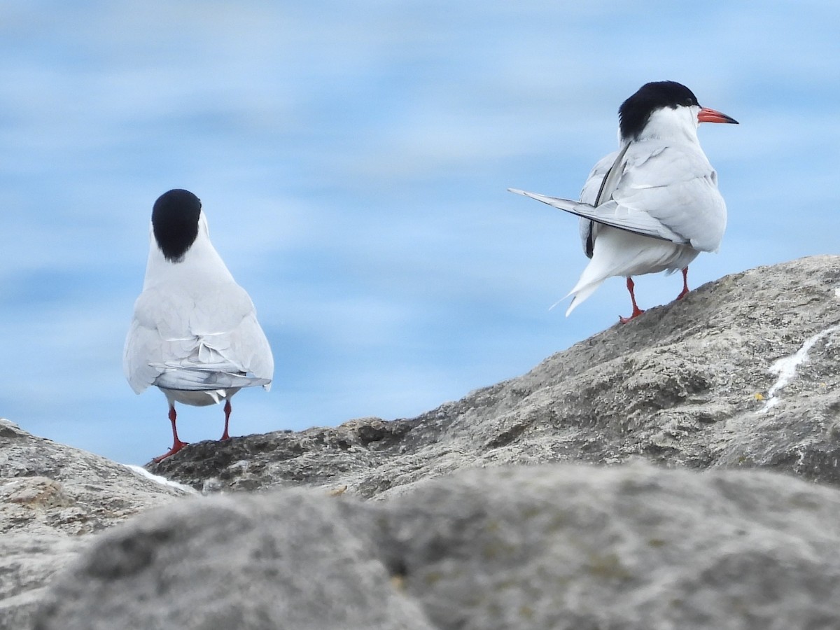 Common Tern - Brenda Aburto