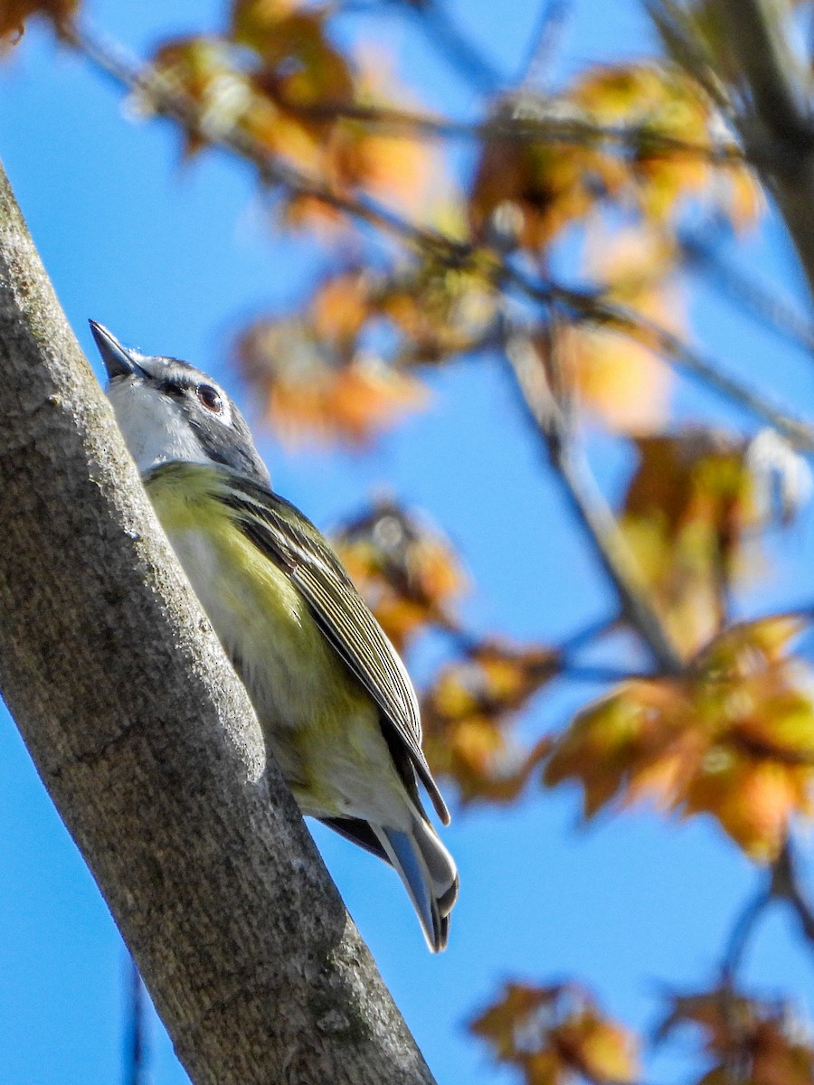 Blue-headed Vireo - Samuel Burckhardt