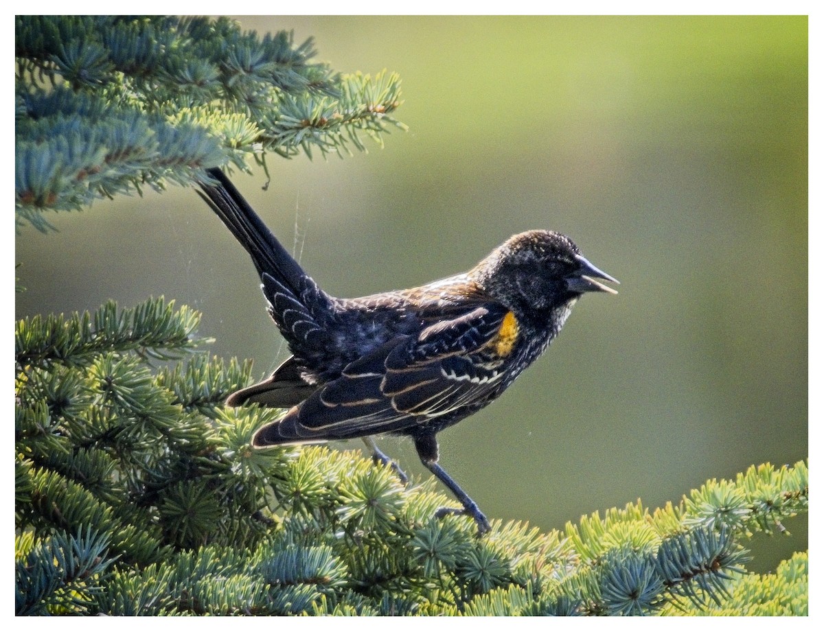 Red-winged Blackbird - Doug Lawson