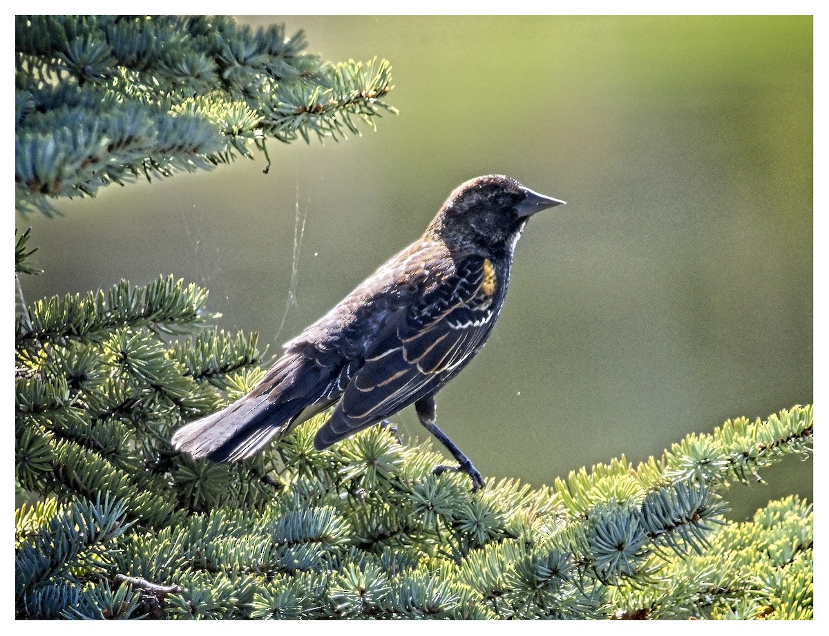 Red-winged Blackbird - ML618783822