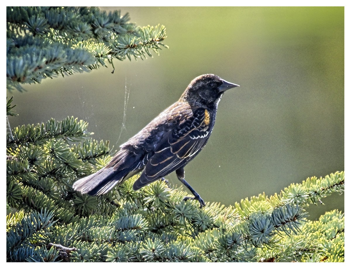 Red-winged Blackbird - Doug Lawson