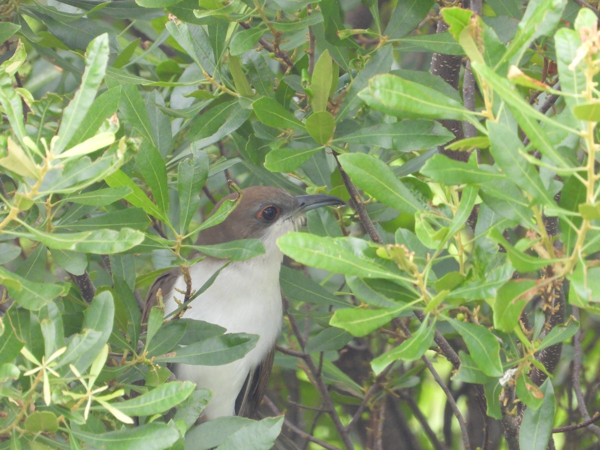 Black-billed Cuckoo - ML618783824