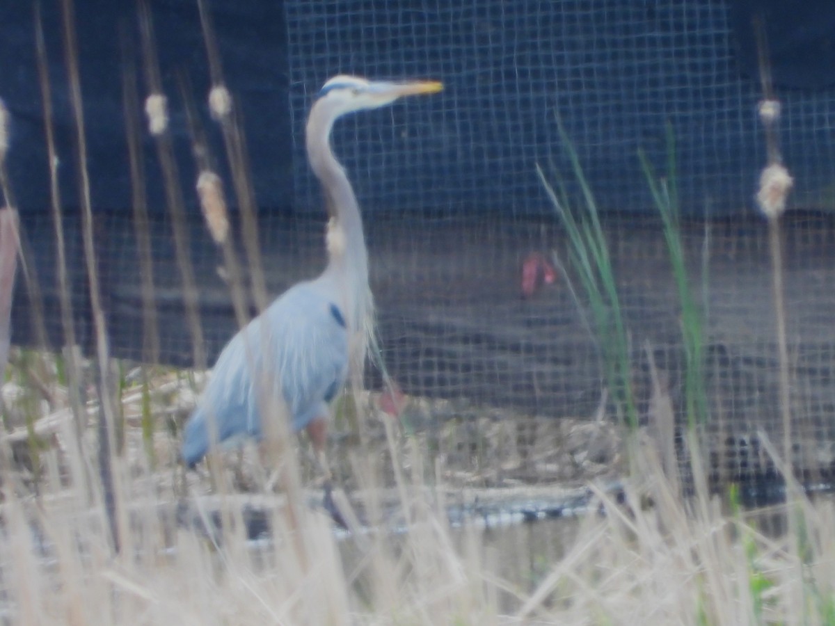 Great Blue Heron - Brenda Aburto