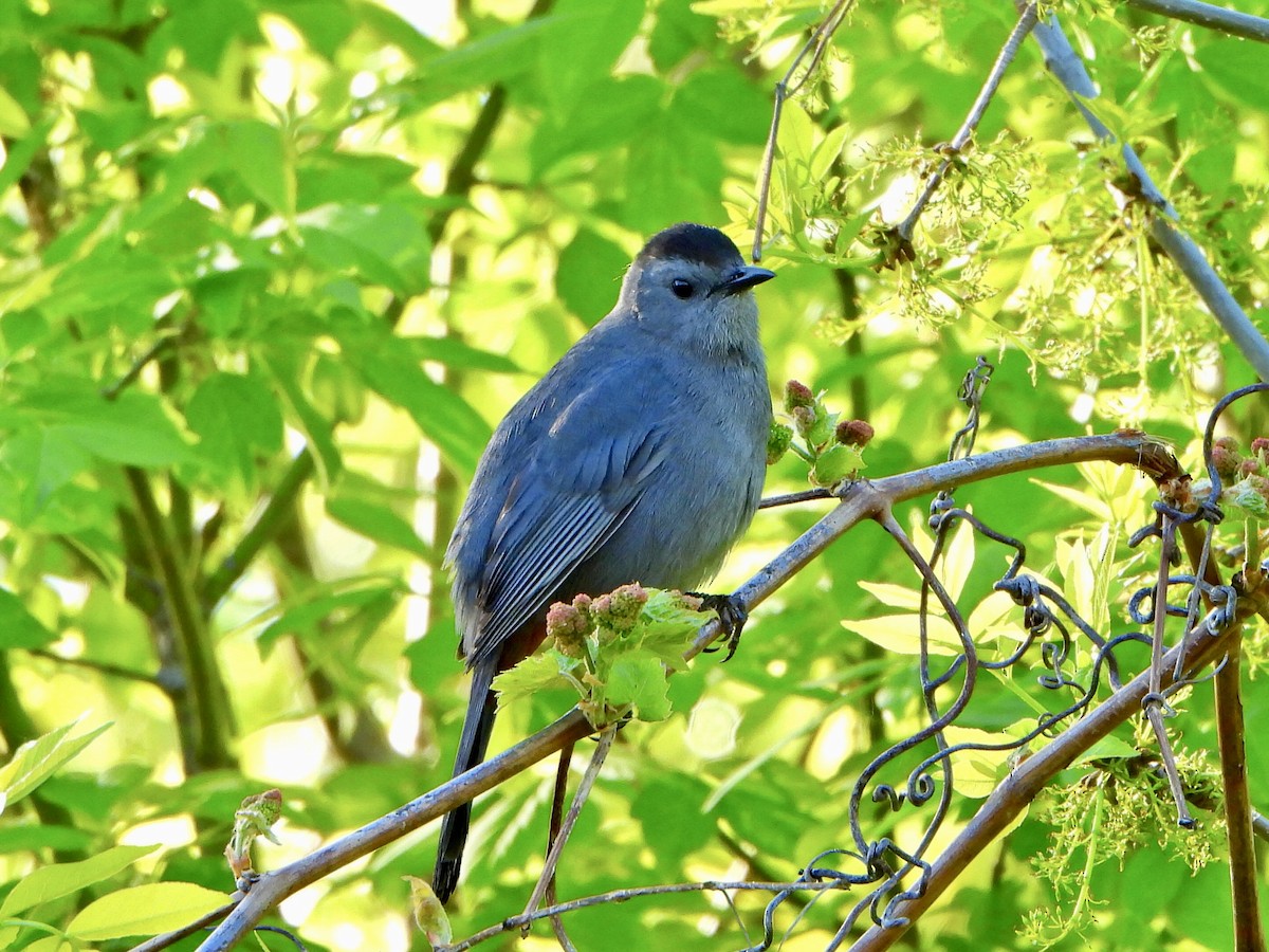 Gray Catbird - Jane Cullen