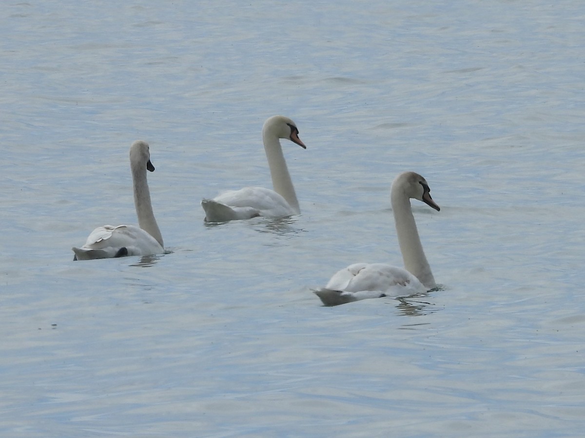 Mute Swan - ML618783853