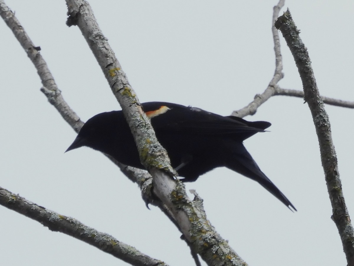 Red-winged Blackbird - Brenda Aburto