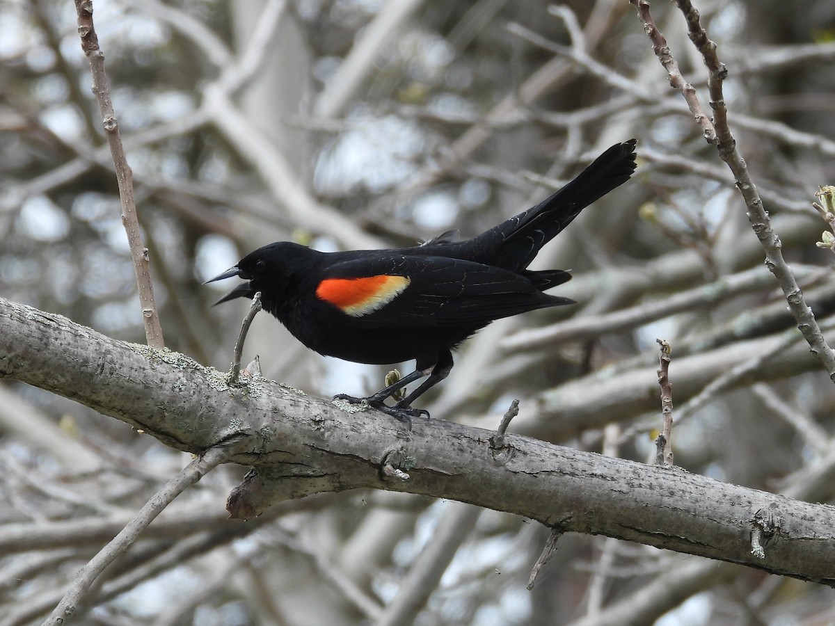 Red-winged Blackbird - Brenda Aburto