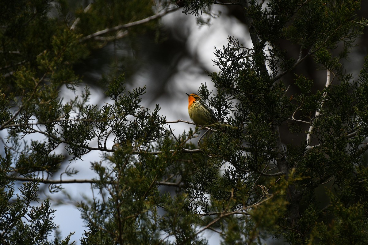 Blackburnian Warbler - Liz Harper