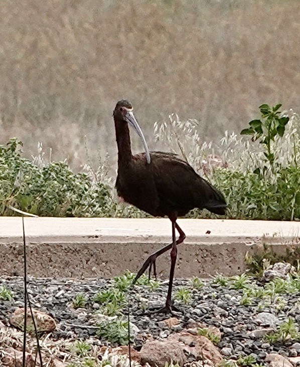 White-faced Ibis - Raymond Ortiz