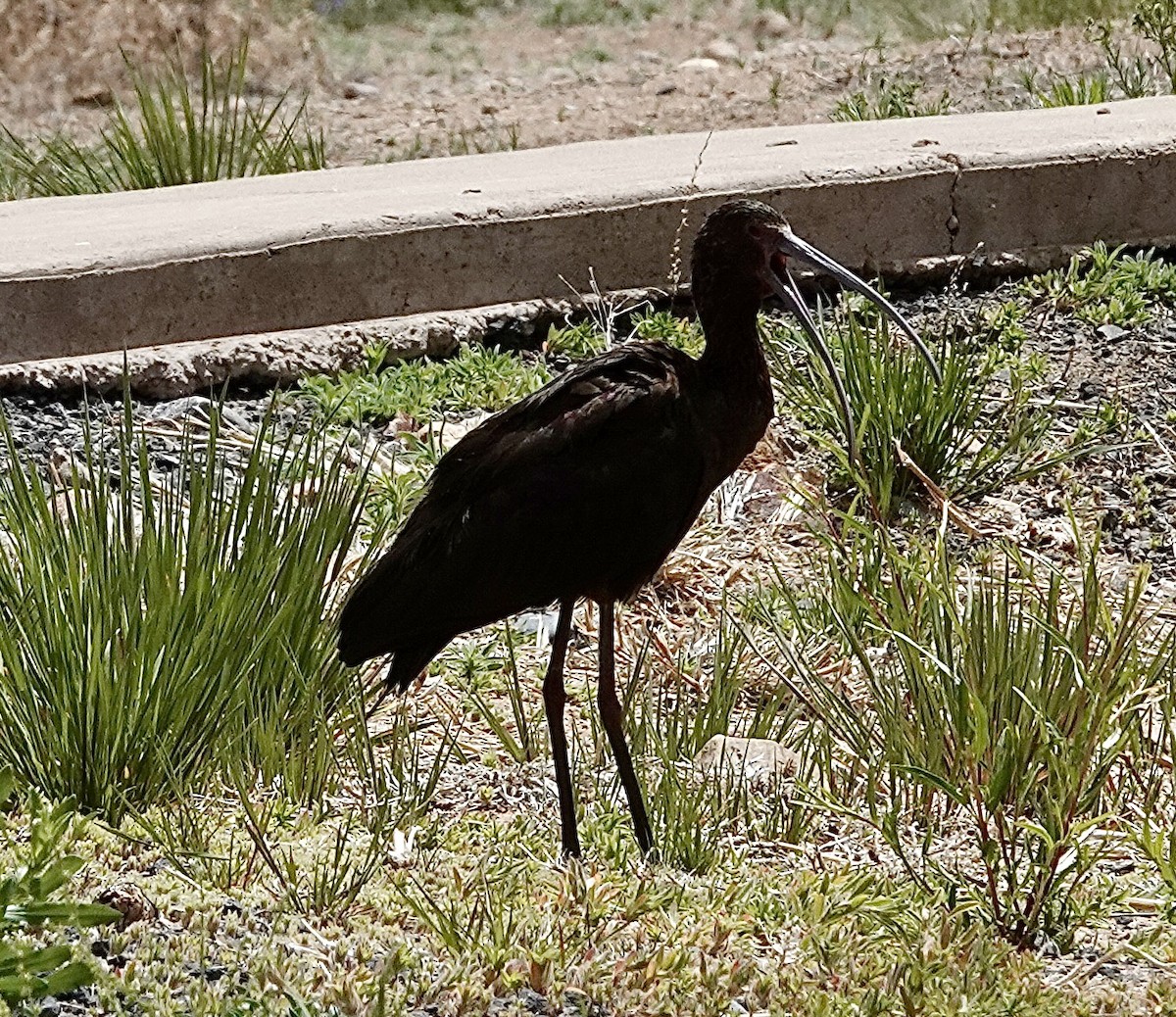 ibis americký - ML618783895