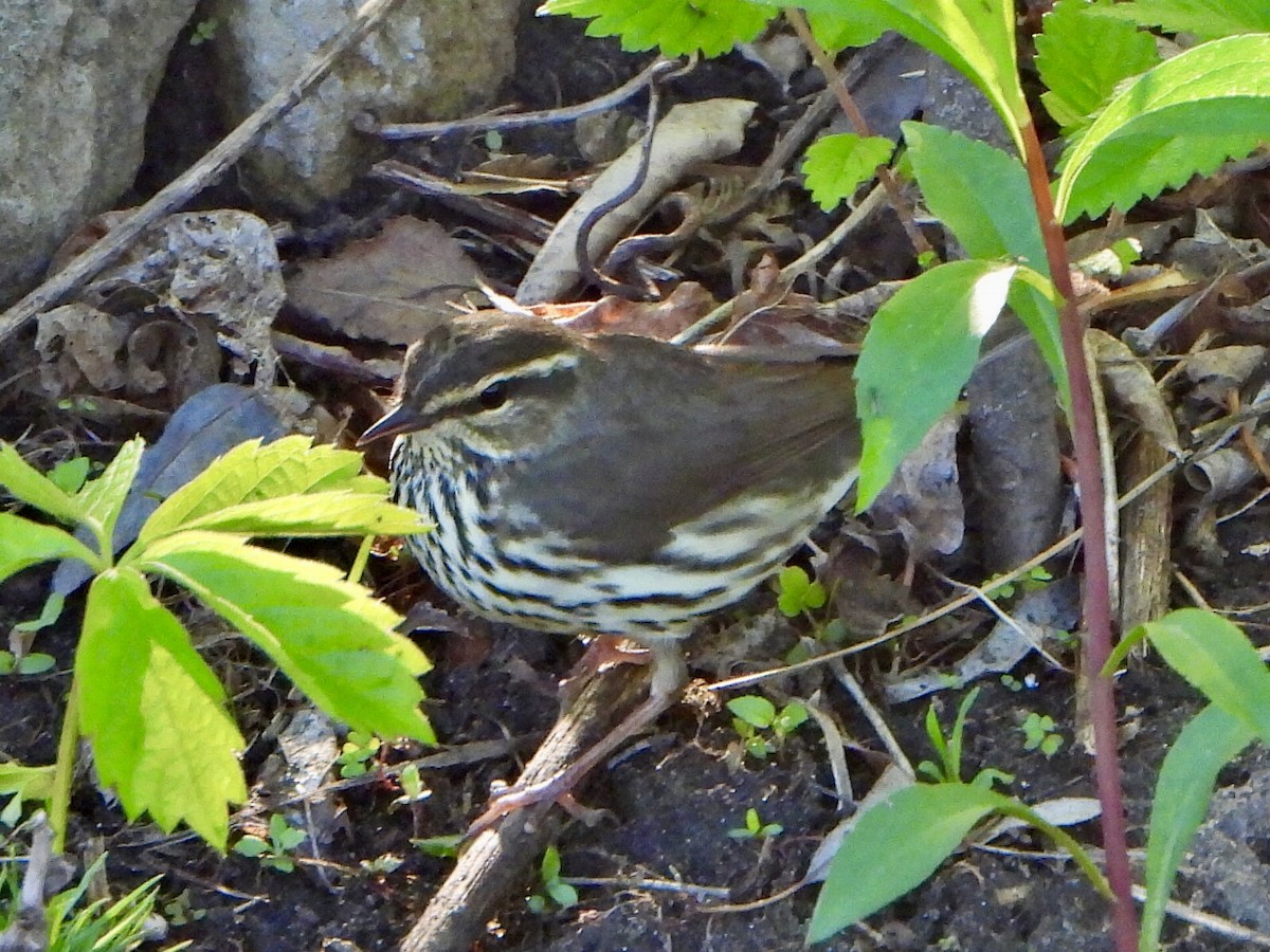 Northern Waterthrush - Jane Cullen