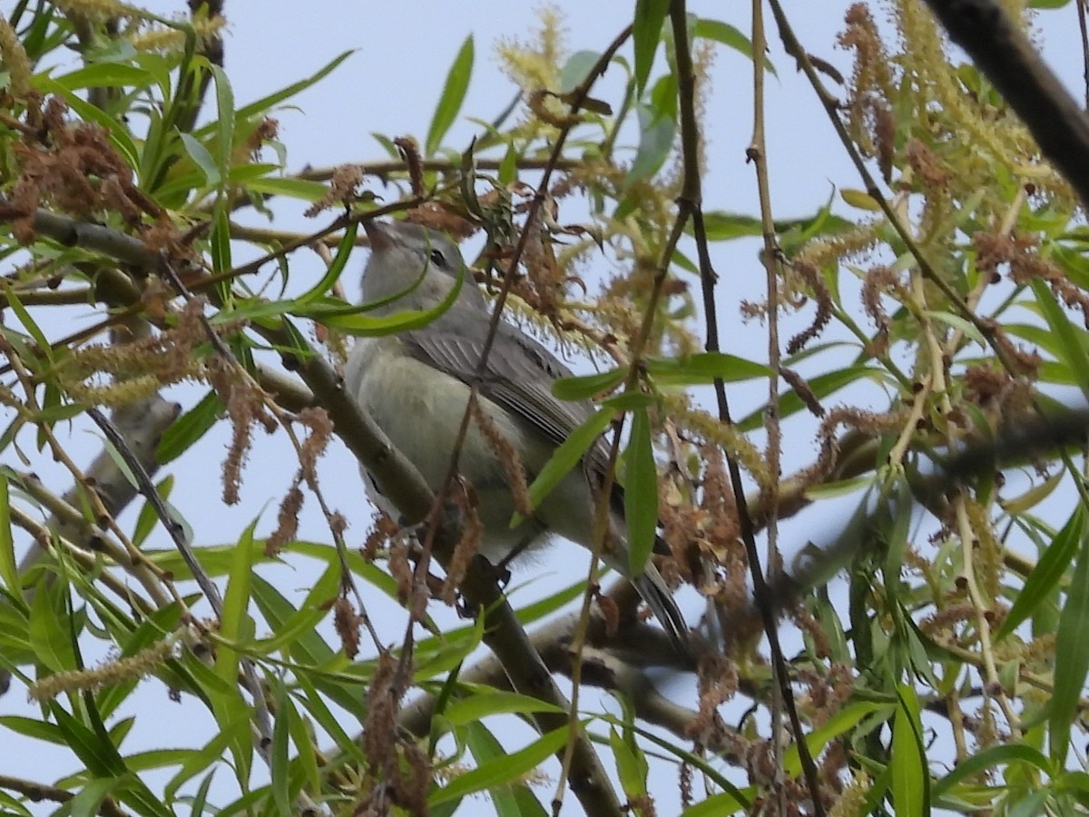 Warbling Vireo - ML618783900