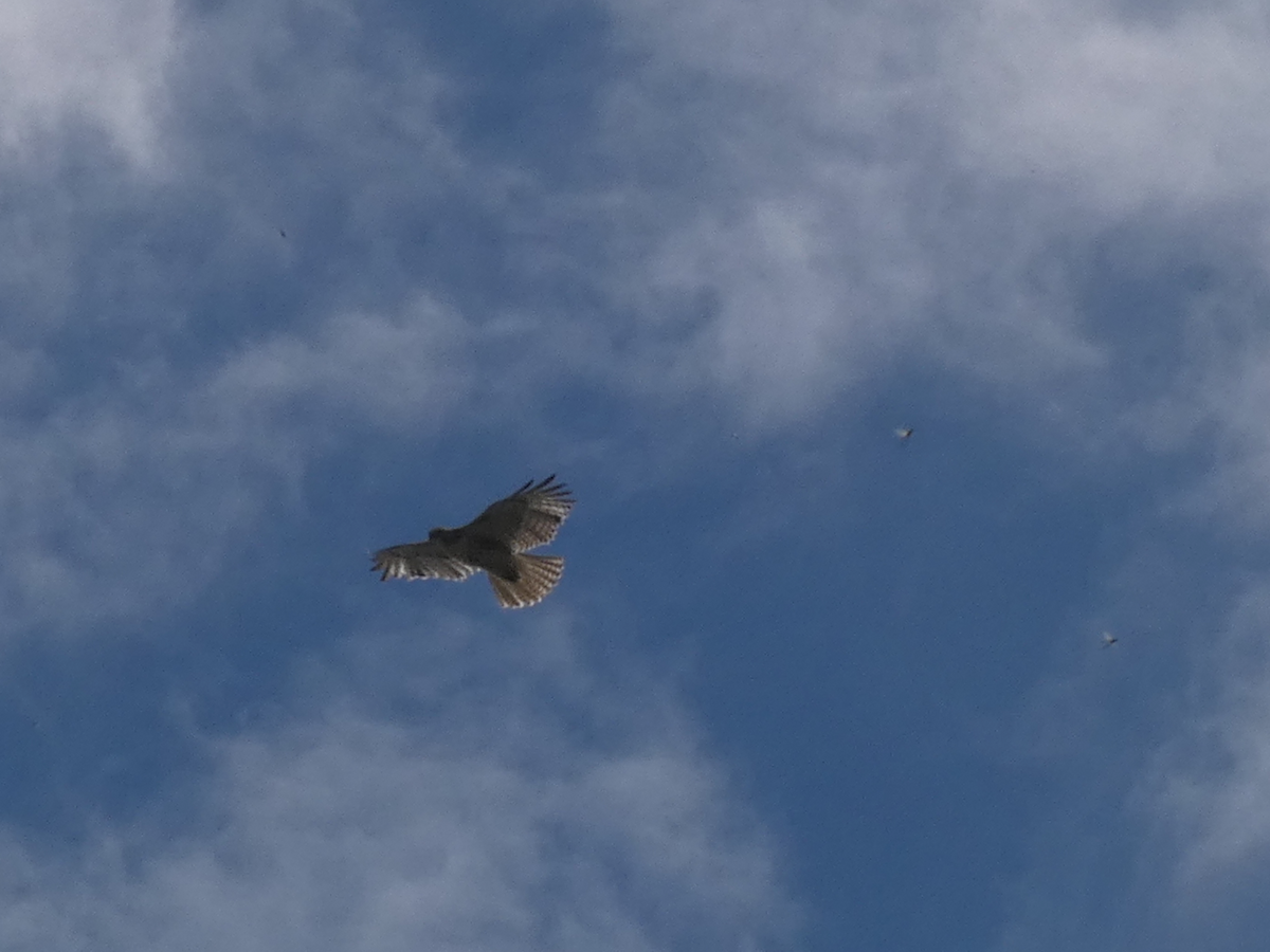 Red-tailed Hawk - Carolyn Sanders